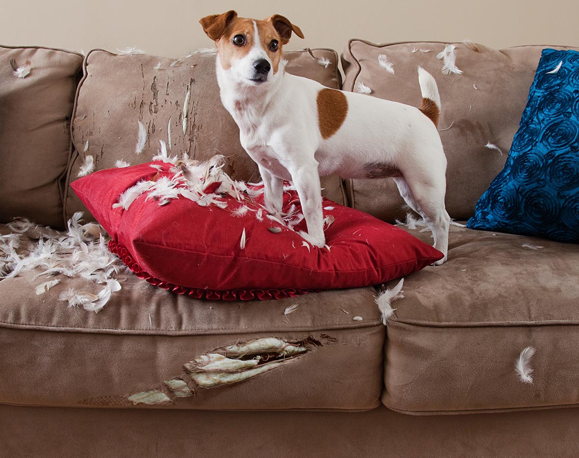 Retouche photo Crédit Mutuel – canapé détruit par un chien Jack Russell Retouche photo réalisée par le Studio Laudator pour le Crédit Mutuel : canapé abîmé par un chien Jack Russell, coussin déchiré et plumes éparpillées