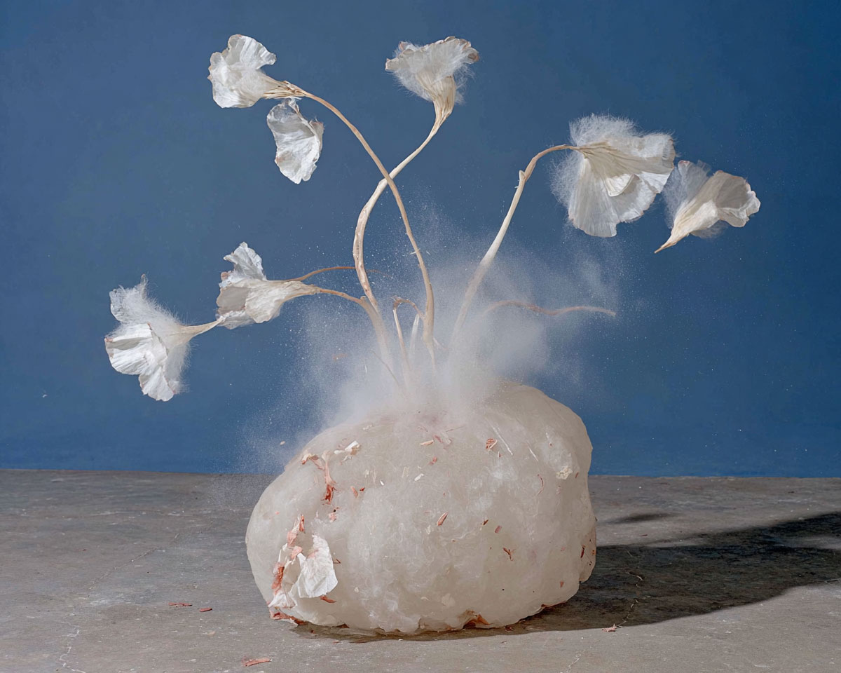 Floraison poétique du code – Comet Perplexity navigateur IA gratuit.