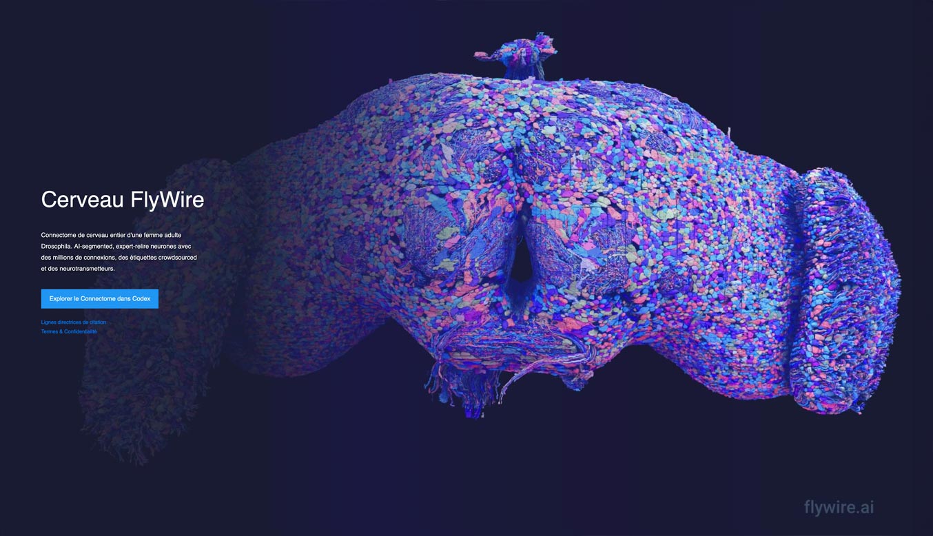 Interface Cerveau FlyWire Codex Capture d'écran de l'interface FlyWire affichant la modélisation complète et navigable du cerveau de la drosophile en open source.