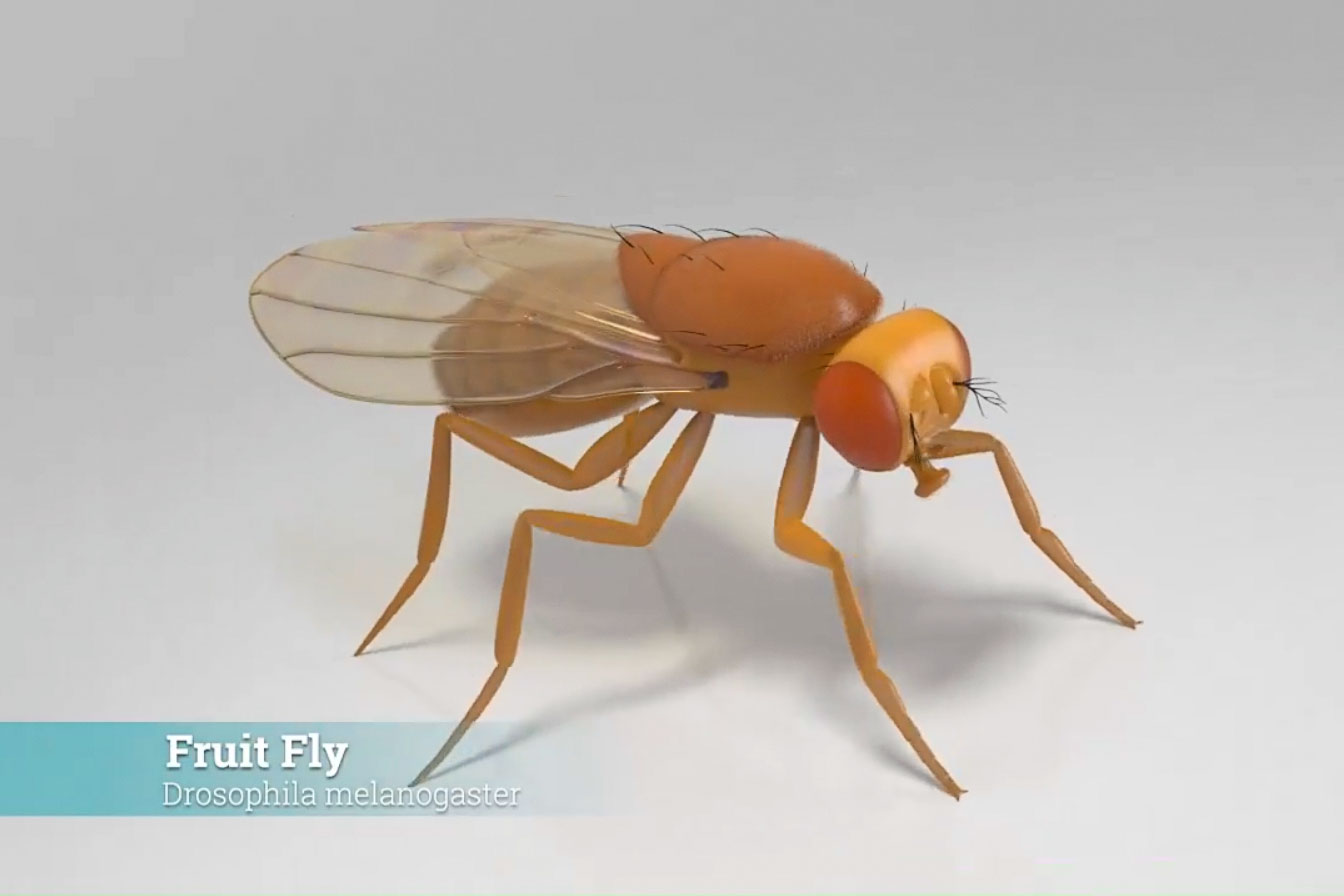 Avatar 3D Drosophila Melanogaster Modèle 3D simple d'une mouche Drosophila melanogaster, utilisé comme corps virtuel pour les simulations physiques de la start-up.