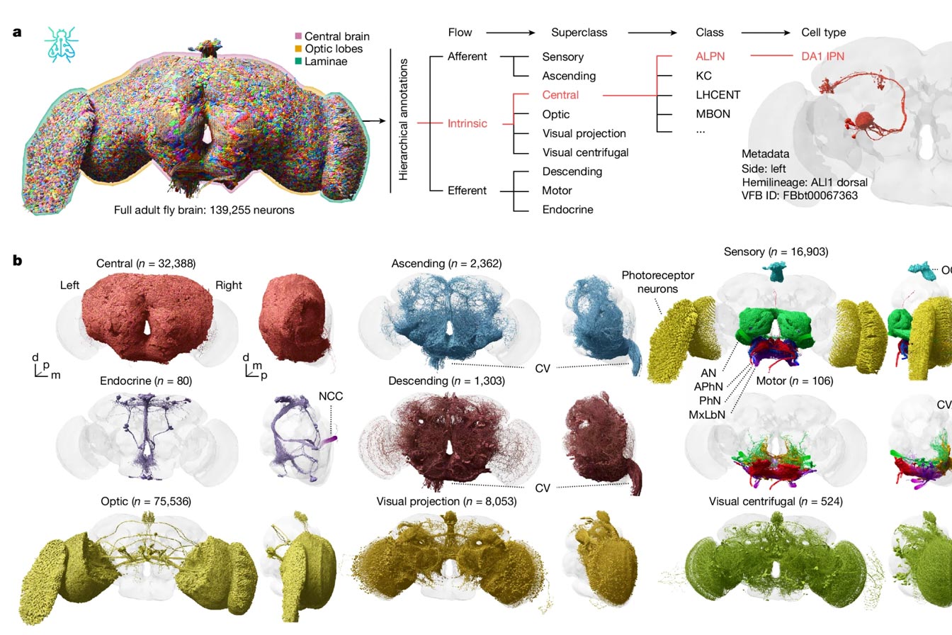 Schéma scientifique connectome Nature Schéma scientifique publié dans la revue Nature détaillant l'architecture complexe des 139 255 neurones du cerveau de la mouche adulte.